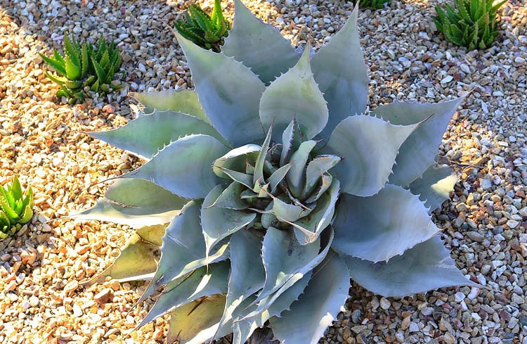 Agave ovatifolia (Whale's Tongue Agave)